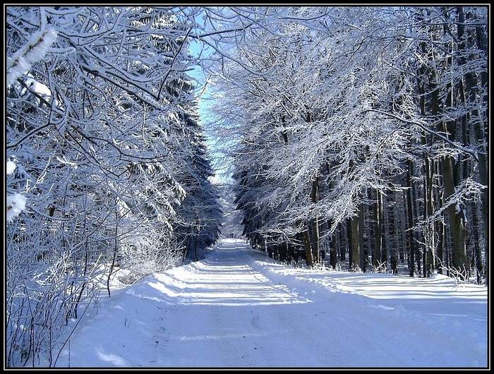 Winter in the forest