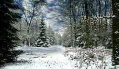 Winter in the forest