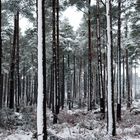 Winter in the Forest, Wicklow mountains