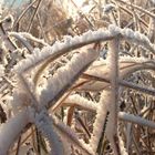 winter in the netherlands