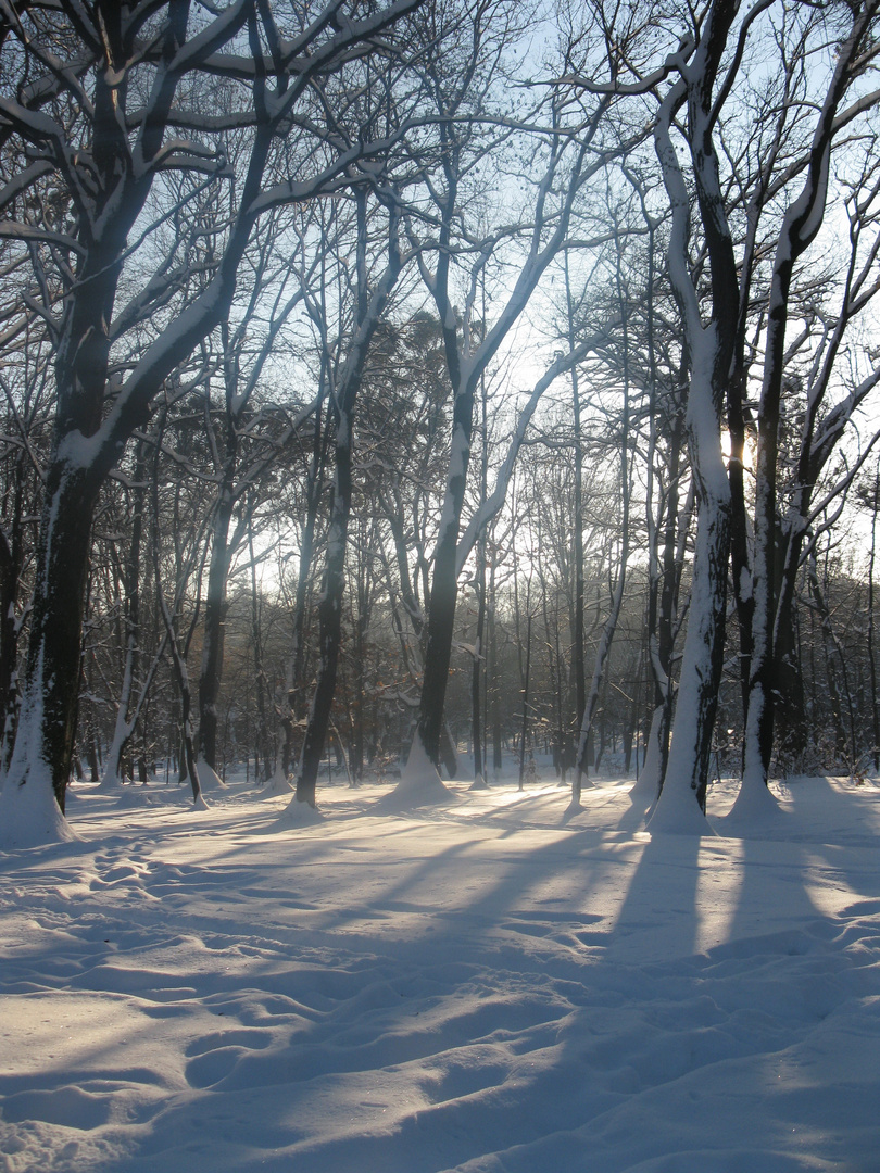 winter in the park