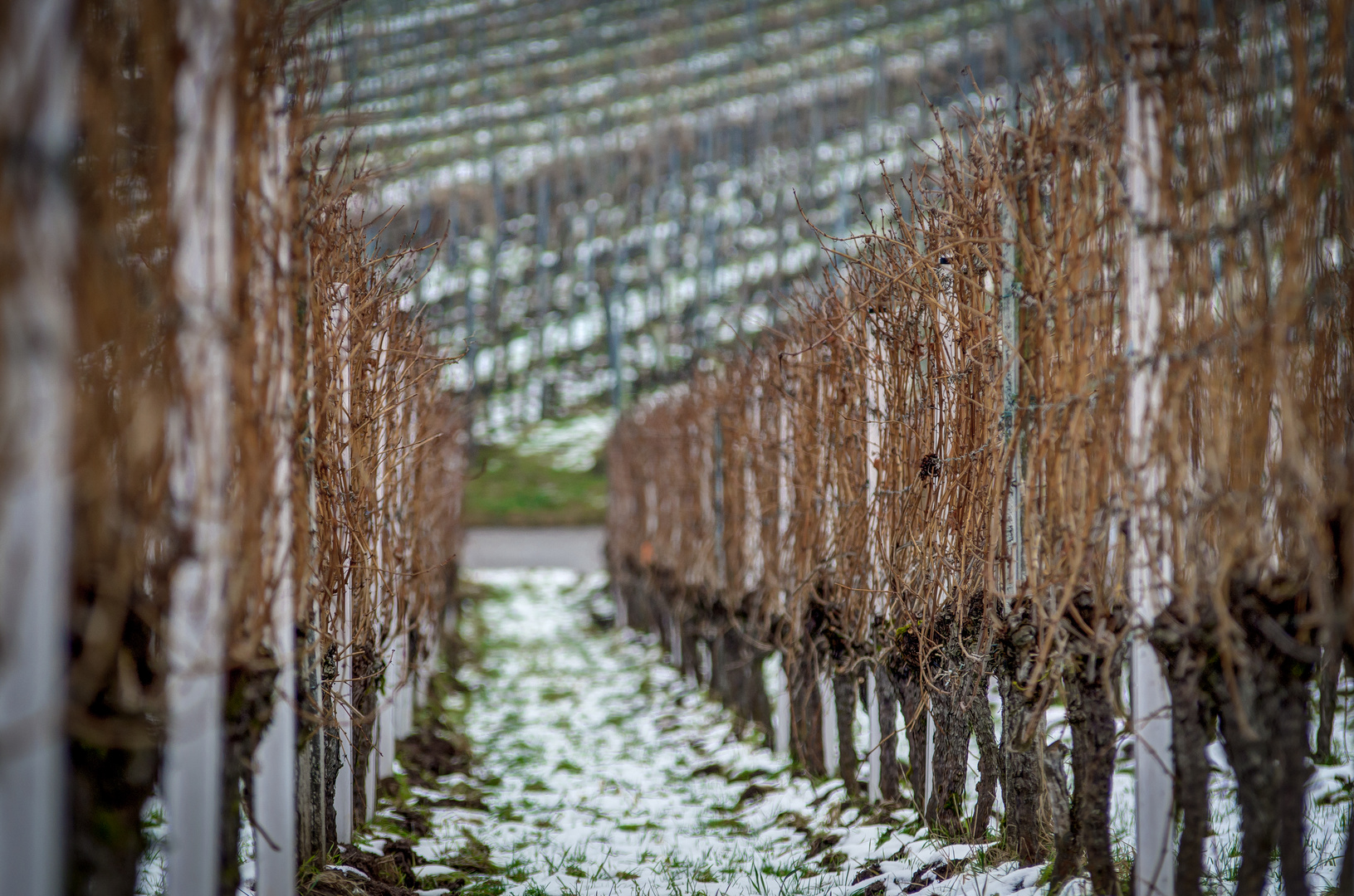 Winter in the Vineyard