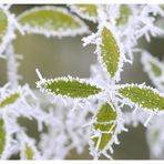 winter in unserem garten