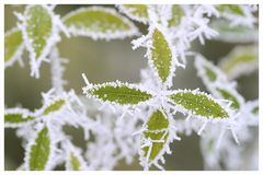 winter in unserem garten