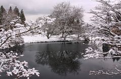 Winter in VanDusen Gardens (2)