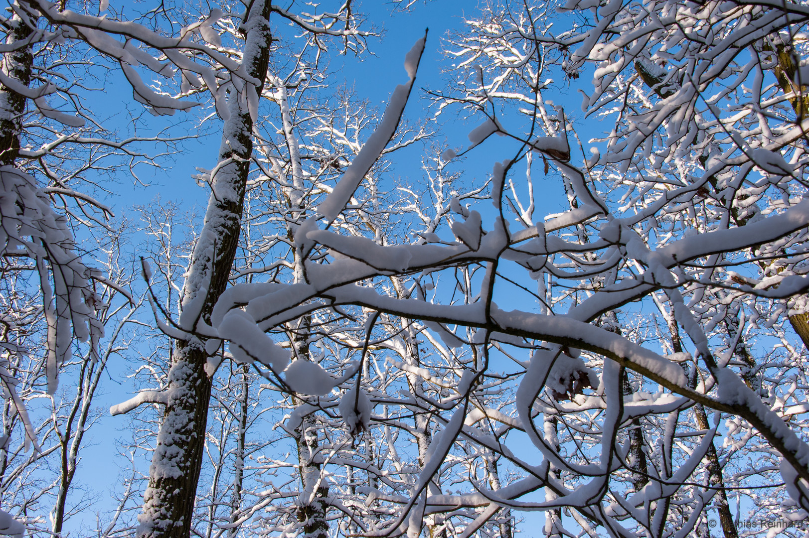 Winter in Wetzlar - die Äste voller Schnee
