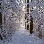 Winter in Wetzlar - Waldweg