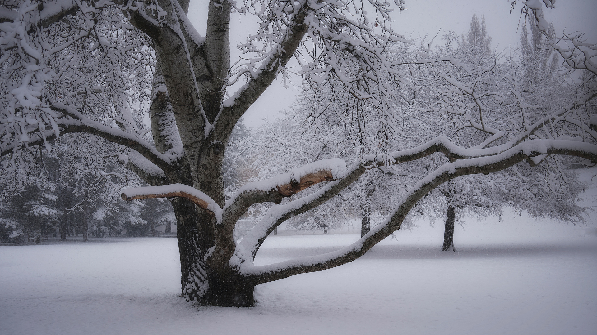 Winter in Wien