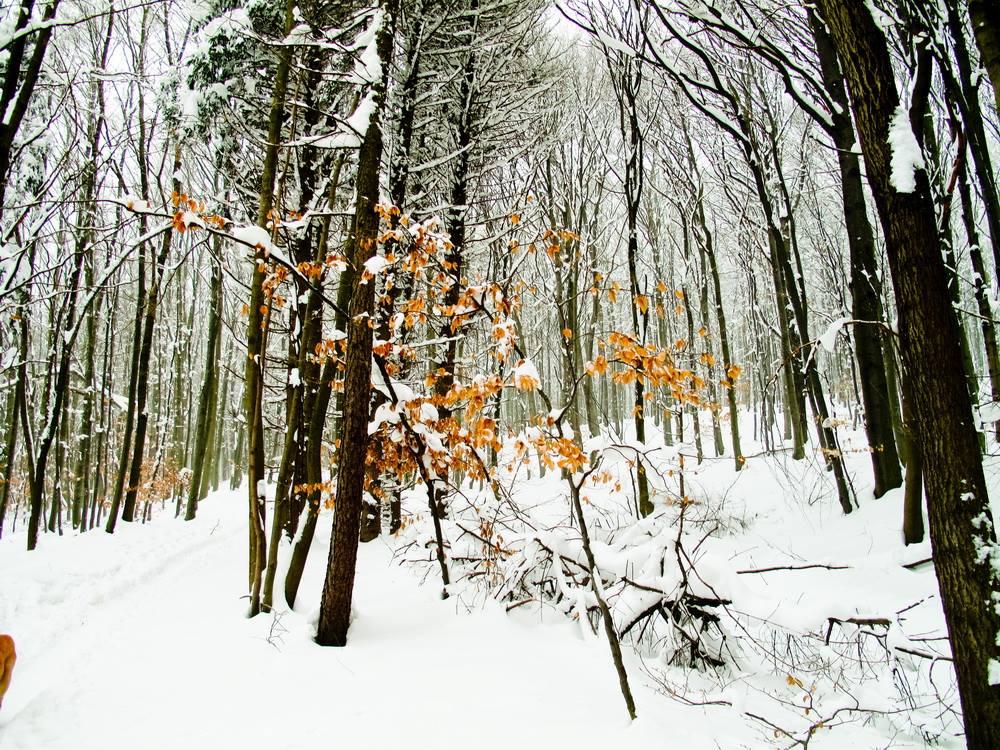 Winter in Wienerwald 
