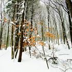 Winter in Wienerwald 