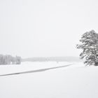 Winter in Yellowstone 2017/1