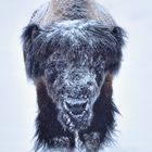Winter in Yellowstone 2017/2