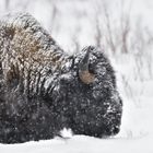 Winter in Yellowstone 2017/3