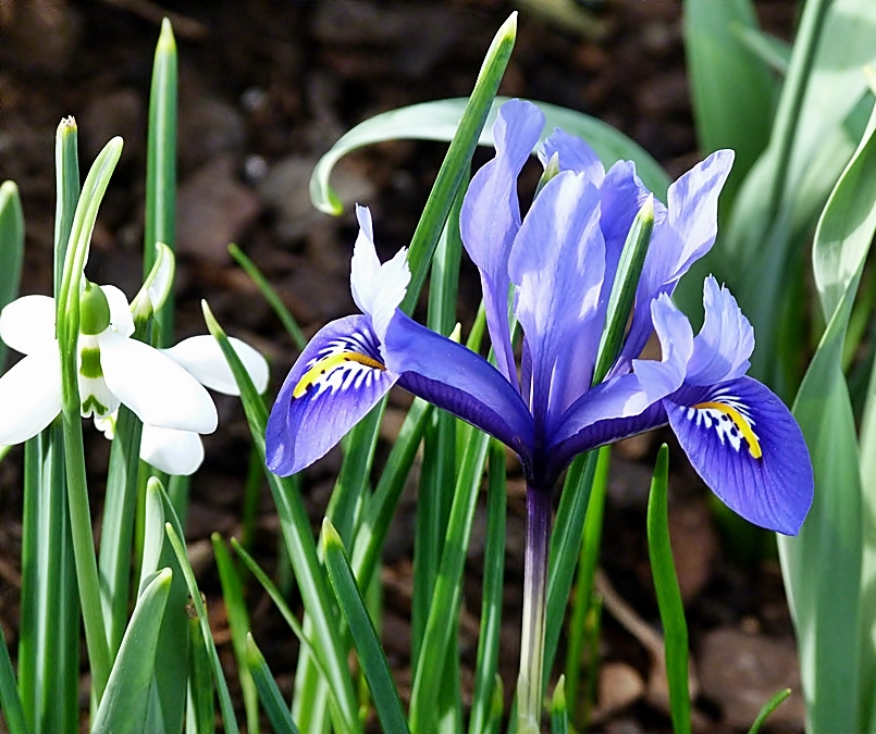 WinterIris . . . Foto & Bild pflanzen, pilze & flechten, blüten