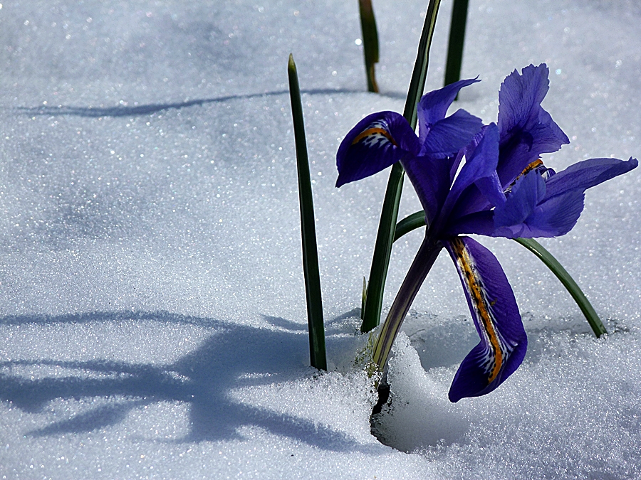 Winter-Iris.