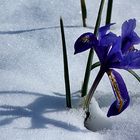 Winter-Iris.