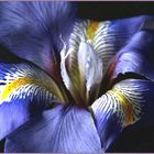 WINTER IRIS.