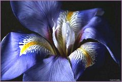 WINTER IRIS.