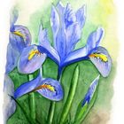 Winter Iris (Iris reticulata)