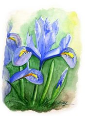 Winter Iris (Iris reticulata)