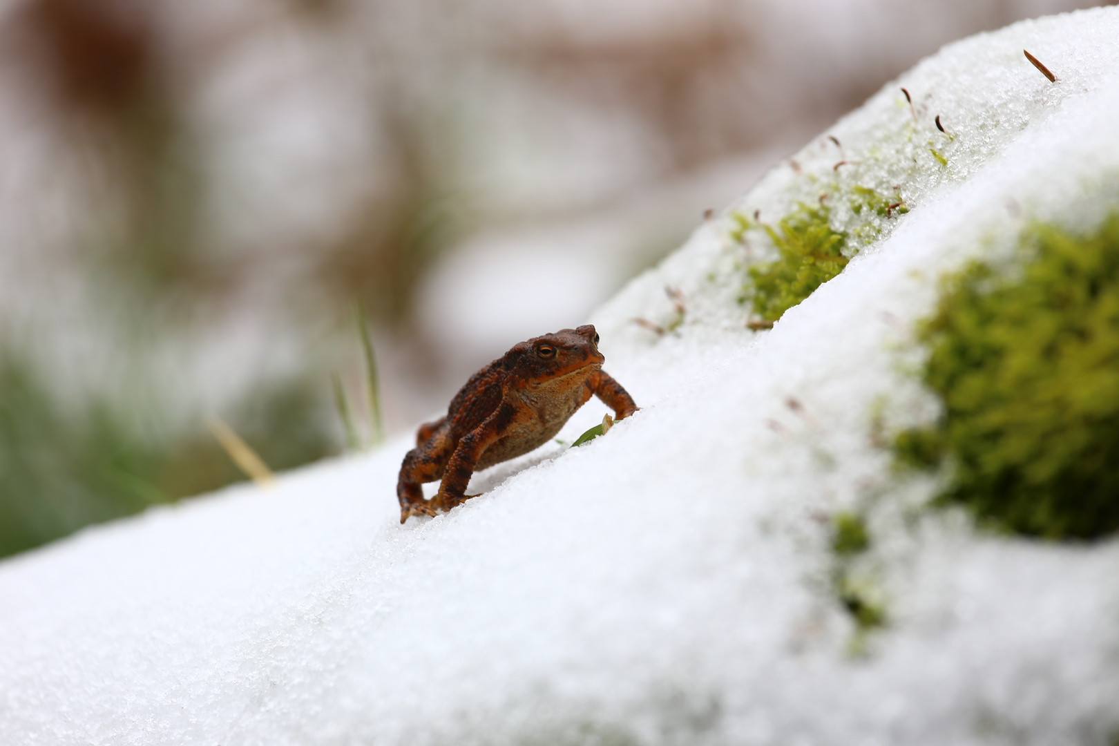 Winter is not for amphibians