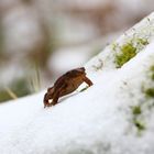 Winter is not for amphibians