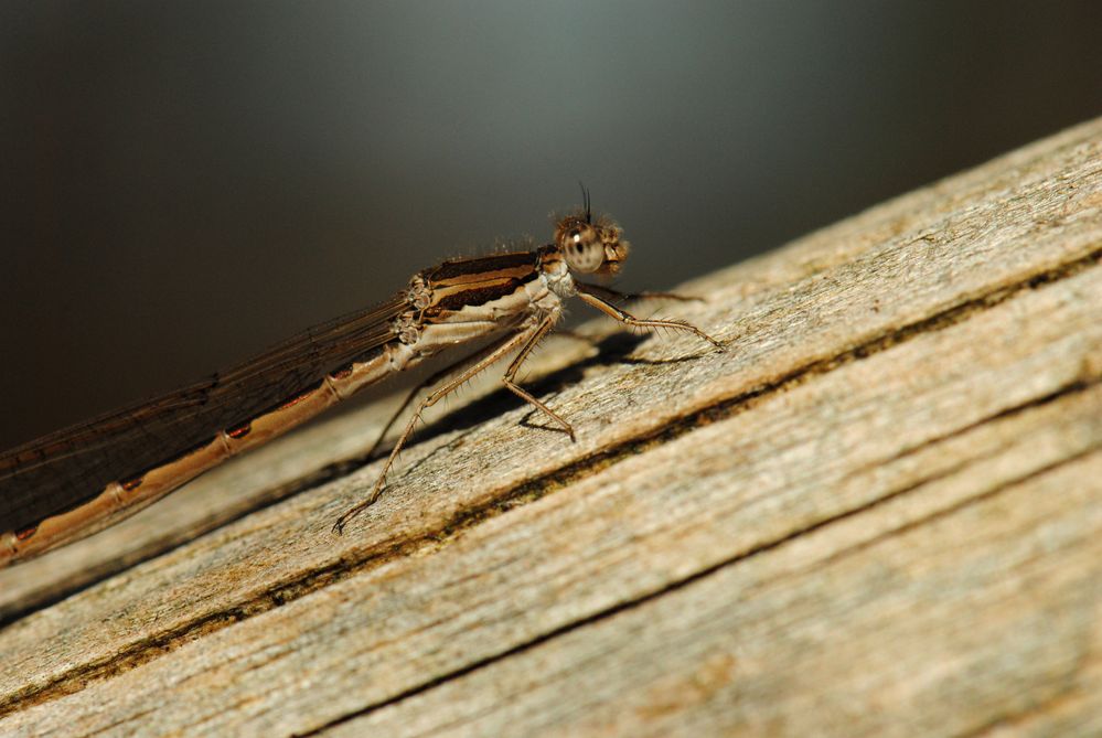 ~ Winter Is Over ~ (Sympecma fusca, w)