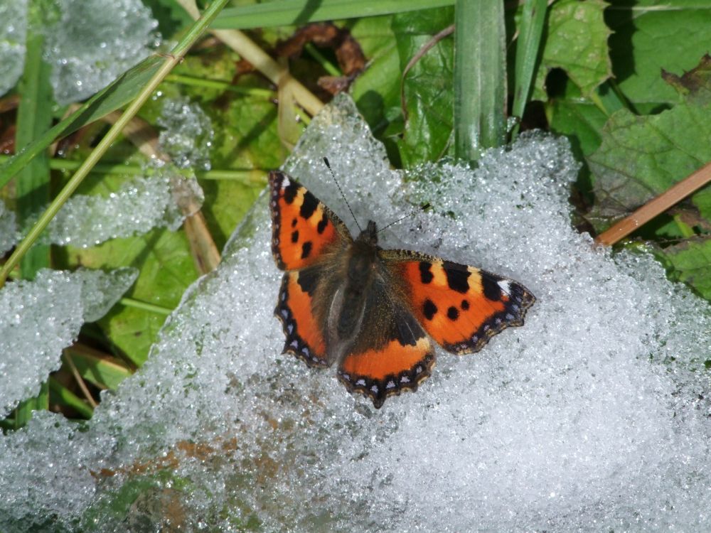 Winter ist doch schön.