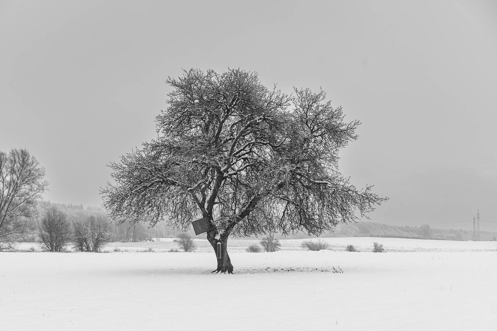 Winter ist monochrom...