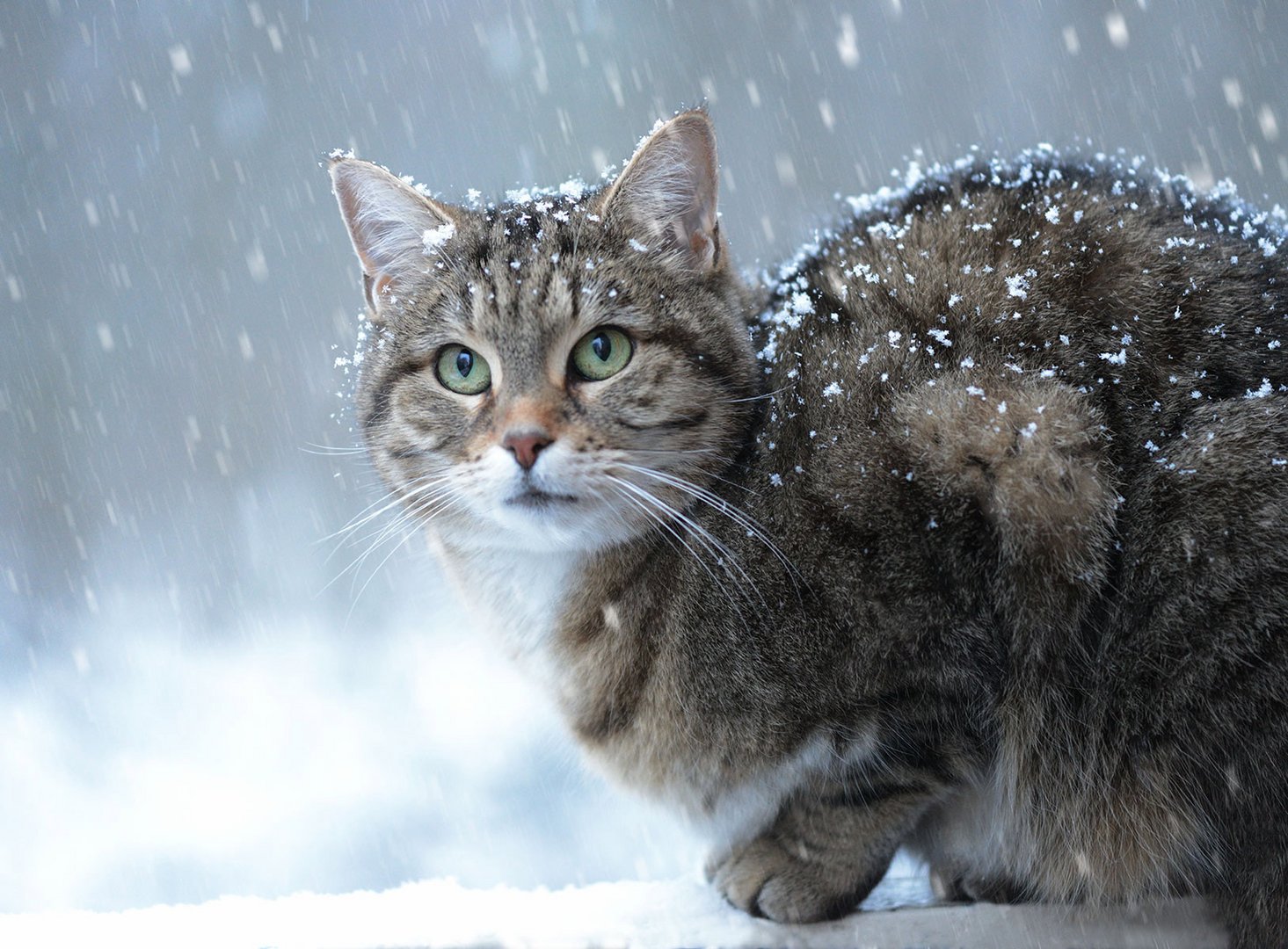 Winter ist zurück