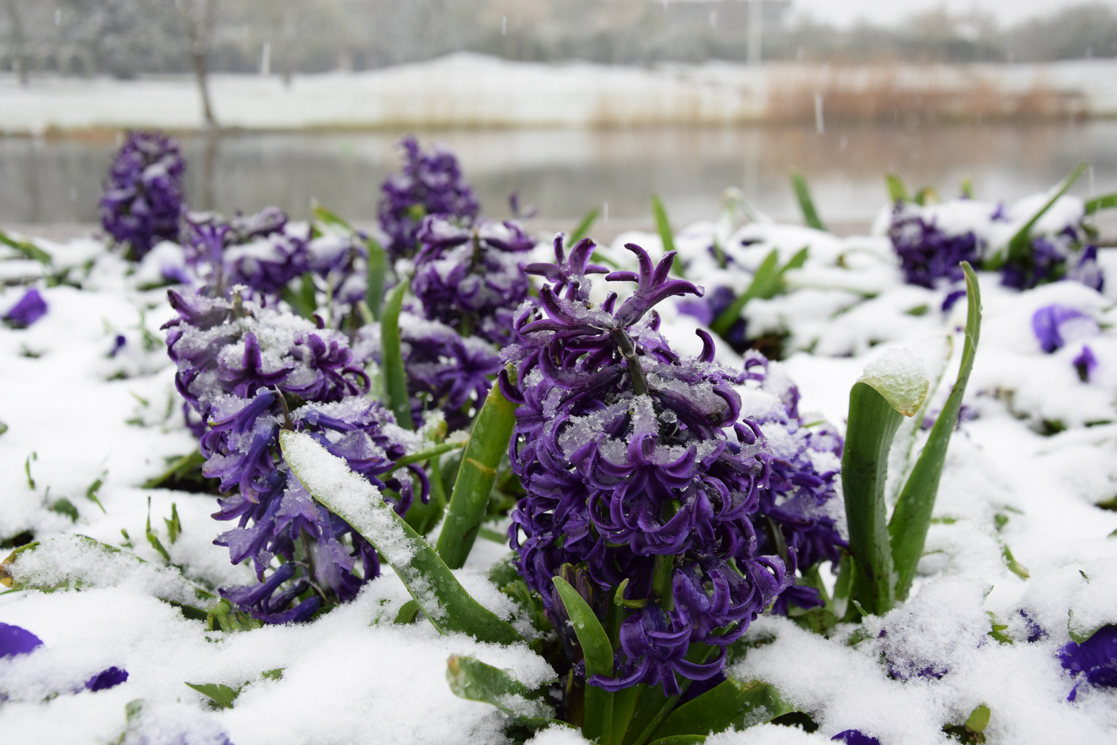 winter ist zurück gekehrt