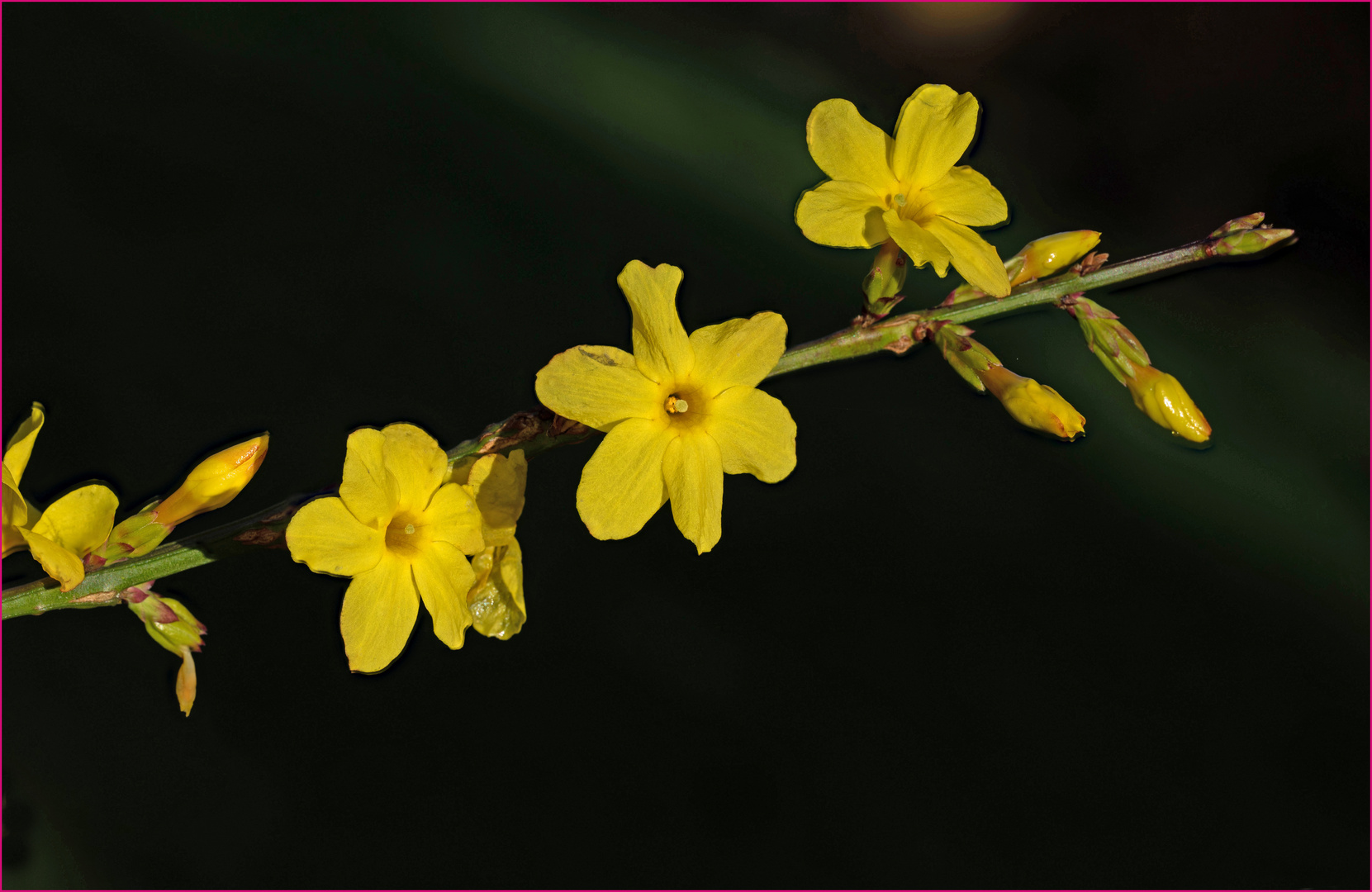 Winter-Jasmin