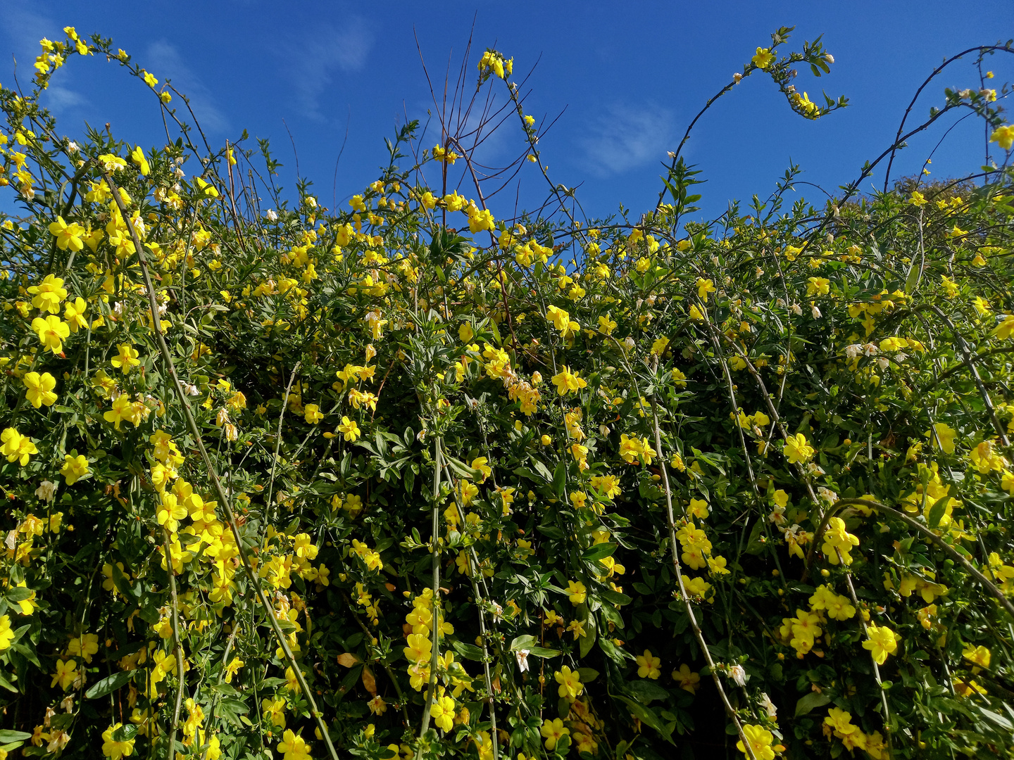 Winter-Jasmin (Jasminum nudiflorum)