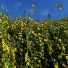 Winter-Jasmin (Jasminum nudiflorum)