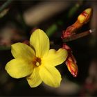 Winter-Jasmin (Jasminum nudiflorum)...