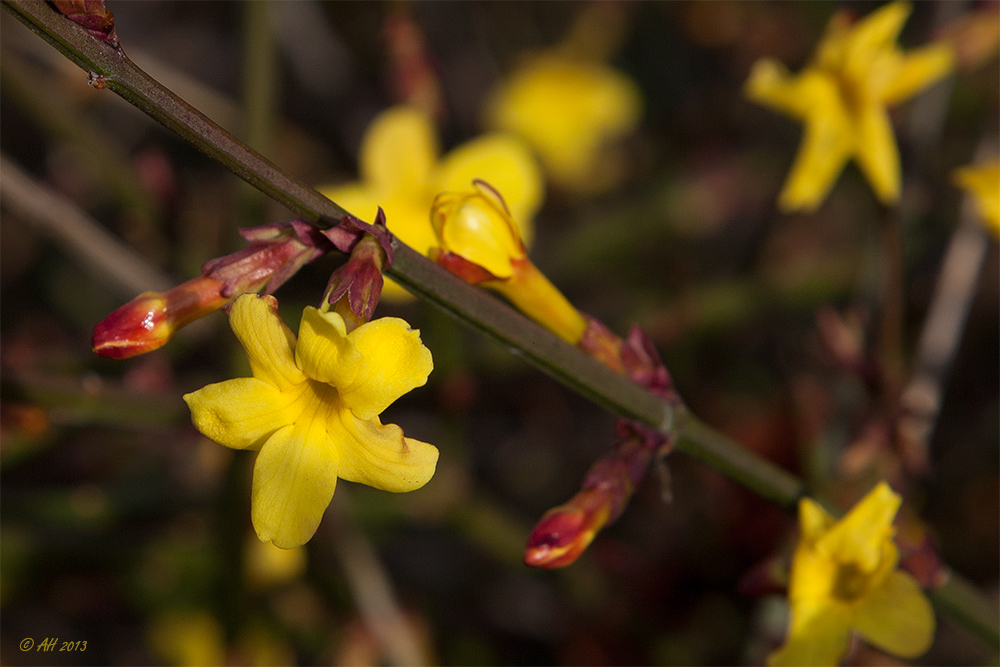 WinterJasmin (Jasminum nudiflorum) Foto & Bild pflanzen, pilze