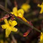 Winter-Jasmin (Jasminum nudiflorum)