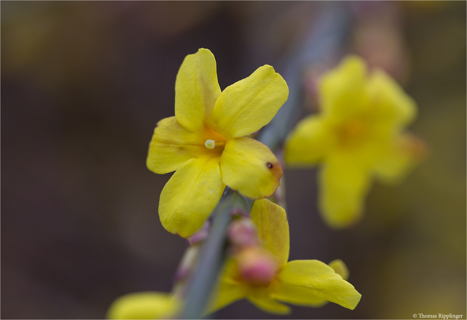 Winter-Jasmin (Jasminum nudiflorum)