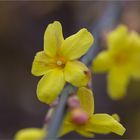 Winter-Jasmin (Jasminum nudiflorum)