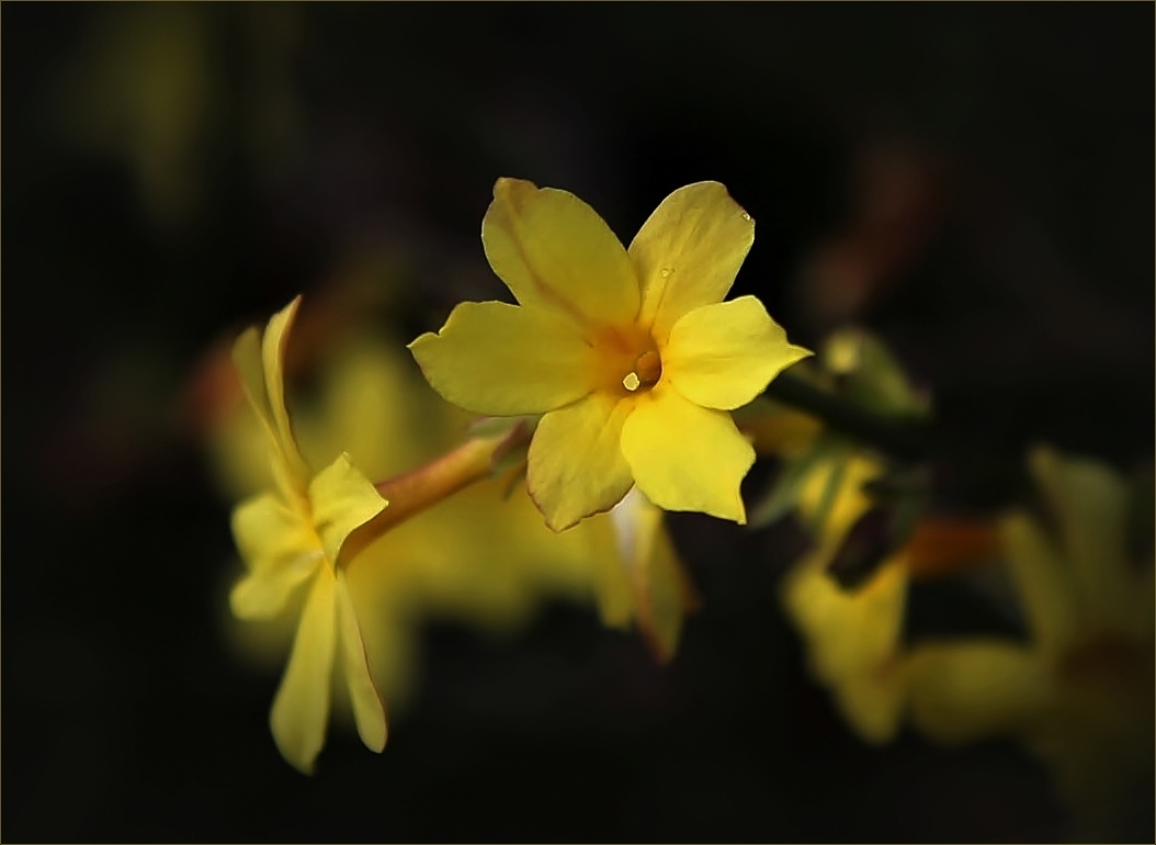 Winter-Jasmin (Jasminum nudiflorum)...