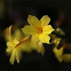 Winter-Jasmin (Jasminum nudiflorum)...