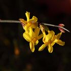 Winter-Jasmin (Jasminum nudiflorum)