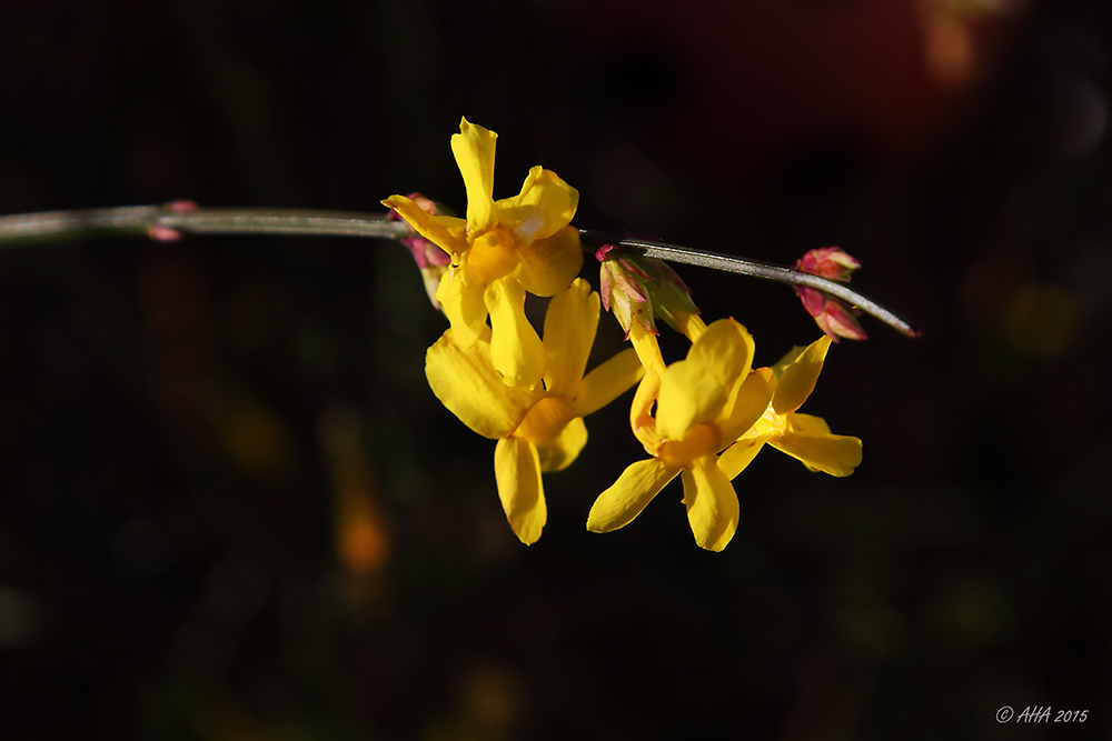 Winter-Jasmin (Jasminum nudiflorum)