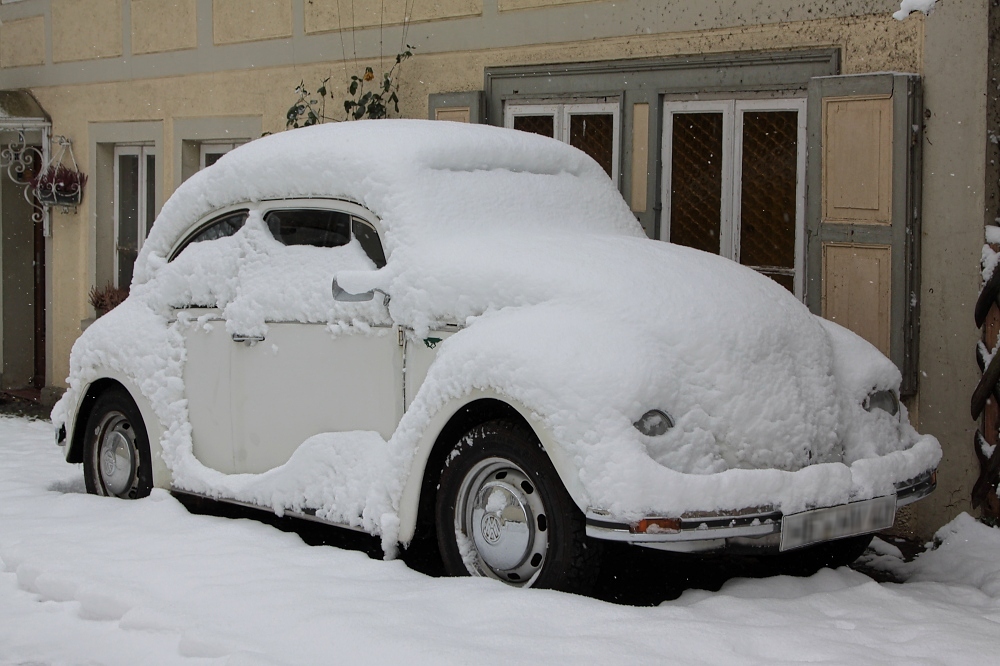 Winter-Käfer