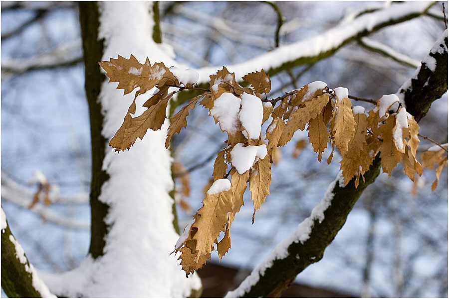 Winter kann auch schön sein...