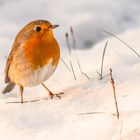 "Winter Kehlchen in Rot - oder so"