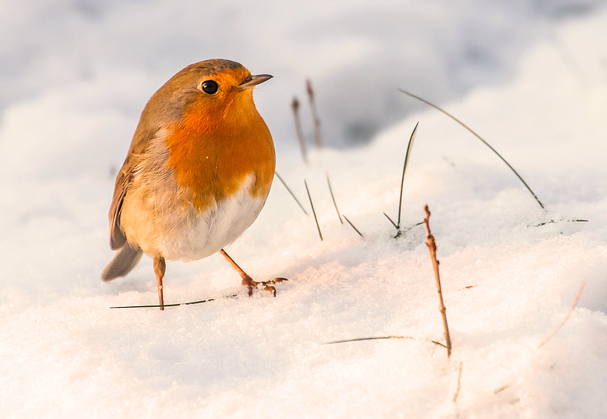 "Winter Kehlchen in Rot - oder so"