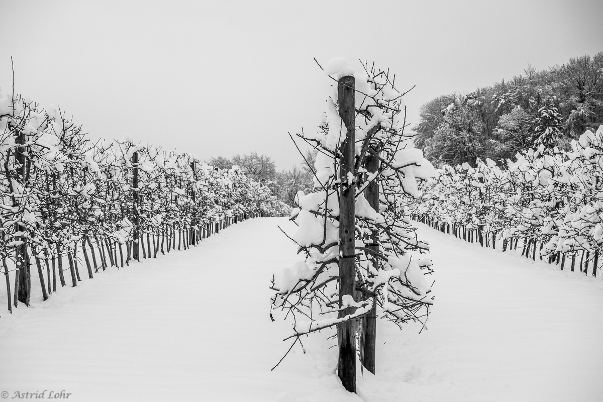 Winter . Kleid