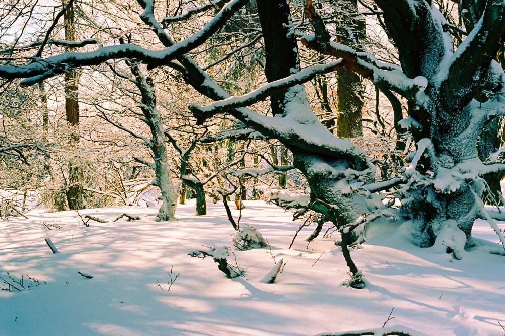 Winter Kodak Ektar 100 Testbild