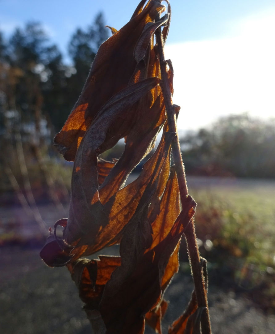 Winter kommt